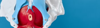 Fisioterapia del suelo pélvico: Mitos y realidades que debes conocer